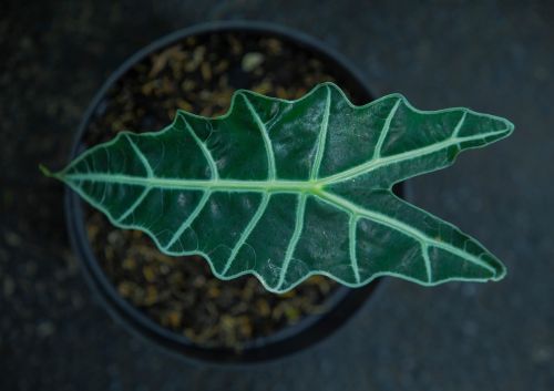 Alocasia