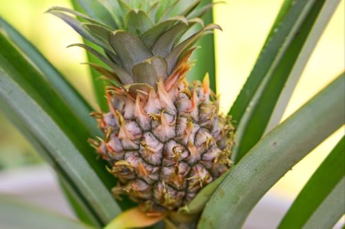 Ananas