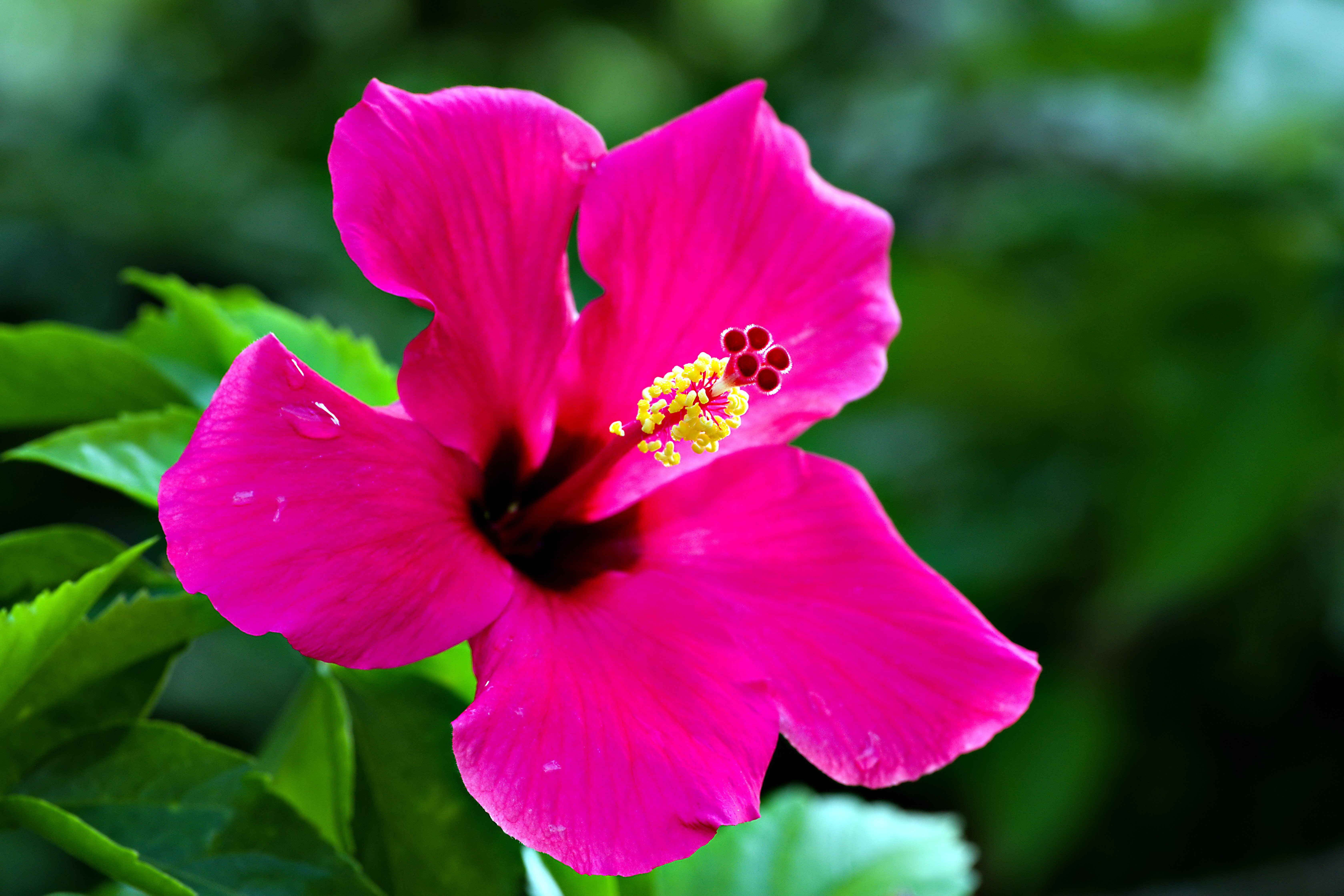Hibiskus