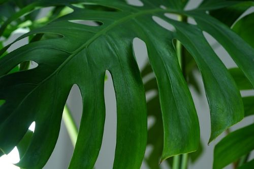 Monstera