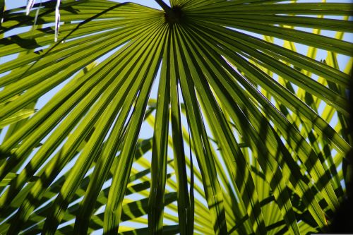 Palme