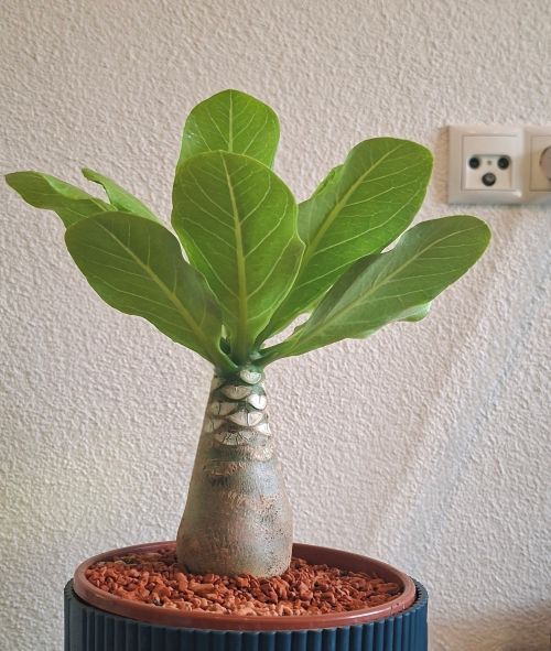 Palme.jpg