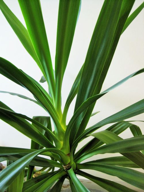 Yucca